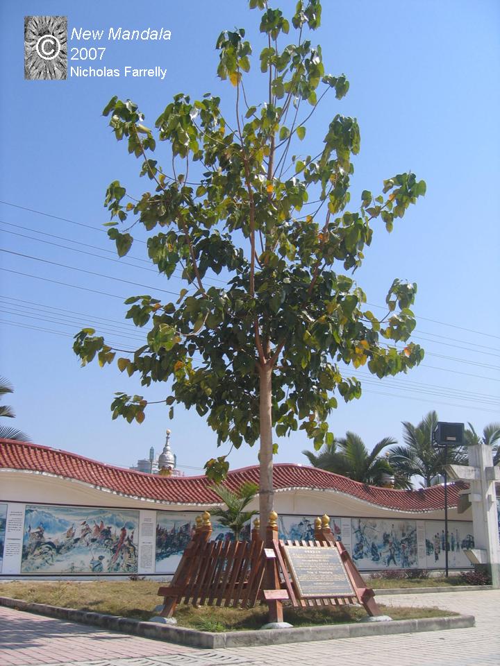The Thai Princess’ Tree in Jie Gao, Ruili, Yunnan, March 2007