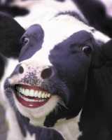 happy-cow.jpg
