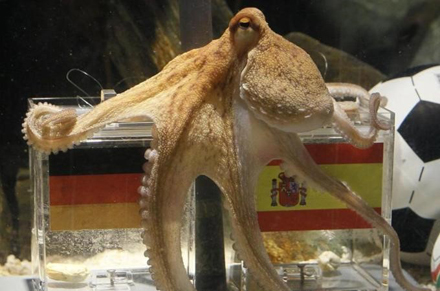 Could Paul the Octopus have done a better job in predicting the elections than some of Indonesia’s polling companies?