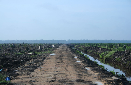 Deforestation for palm oil. Photo from Wikipedia.