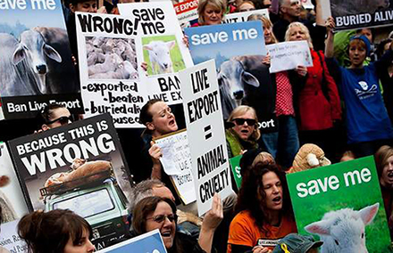 Australians protest live exports. Photo by AAP. 