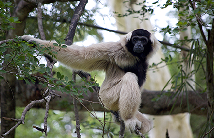 Botum Sakor National Park has a very rich and varied wildlife, some of which is unique to the world. The Pileated Gibbons (Hylobates pileatus) are just one of eight globally endangered mammalian species found living here. Photo from Wikimedia commons.