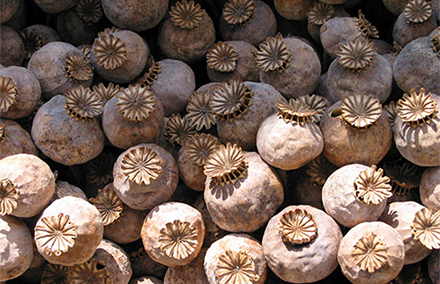 A crop of poppies collected in the Golden Triangle. Drug trafficking represents a major cross-border challenge for many states. Photo from Wikimedia commons. 