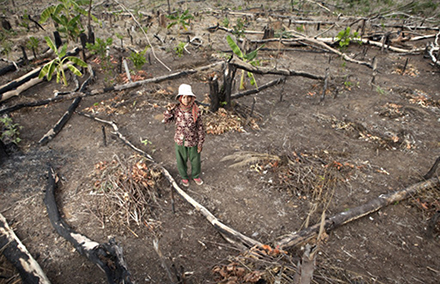 20140811-Deforestation-440