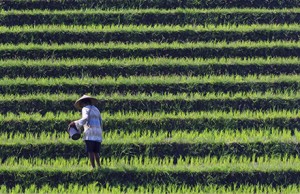 Rice paddies in Bali, Indonesia. Photo: CEphoto/ Uwe Arenas https://commons.wikimedia.org/wiki/User:Cccefalon