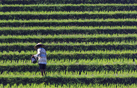 Rice paddies in Bali, Indonesia. Photo: CEphoto/ Uwe Arenas https://commons.wikimedia.org/wiki/User:Cccefalon
