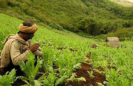 A poppy field in Myanmar. Photo: UNODC.