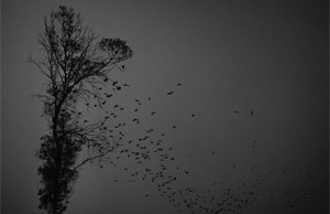 Photo: Dino Ahmad Ali on flickr https://www.flickr.com/photos/dinoowww/