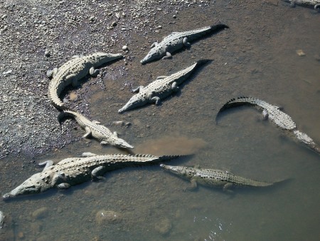 crocodiles-397902_1920