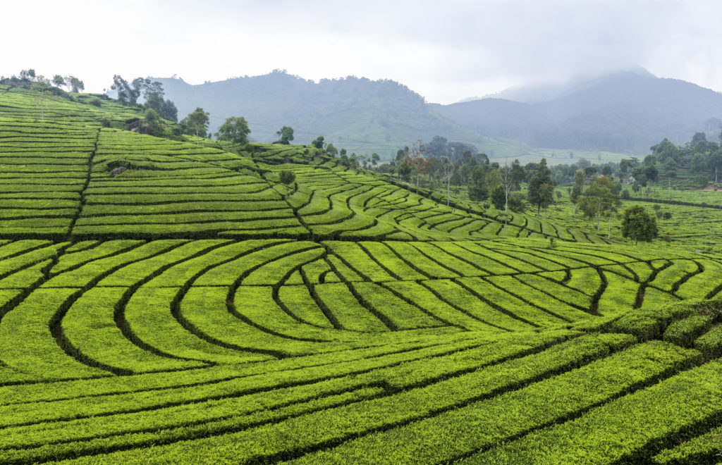 The tragedy of communal land in Indonesia New Mandala