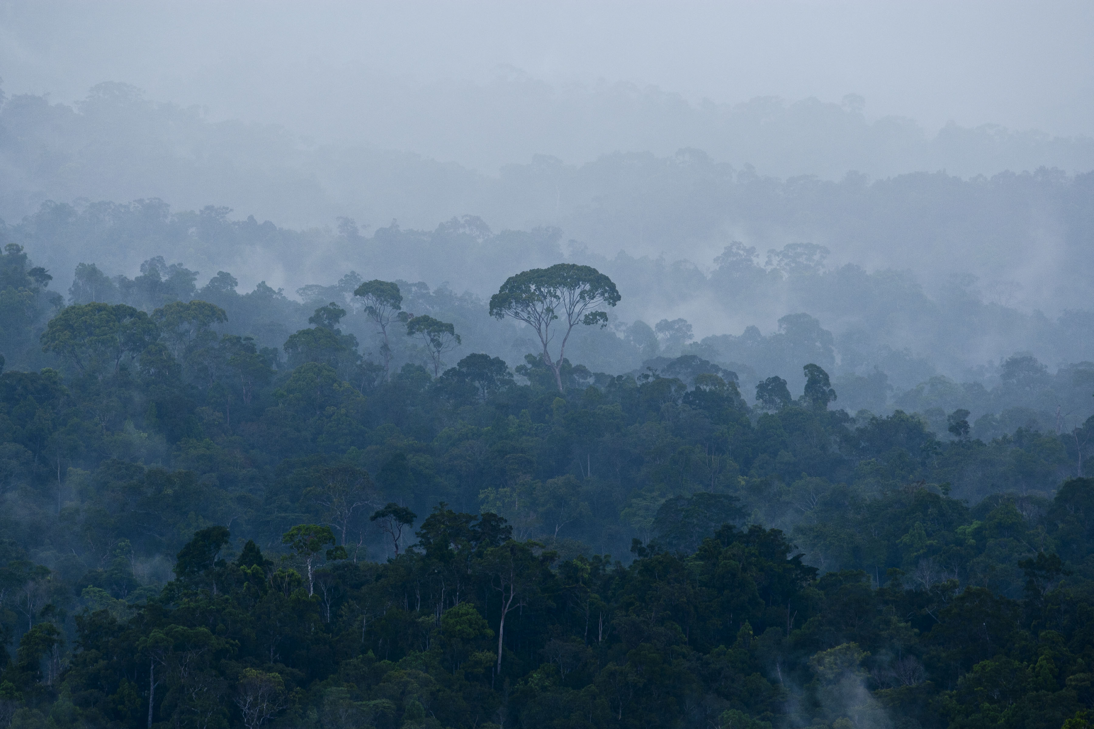 Amazon borneo congo