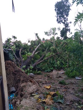 Image of an uprooted breadfruit tree to illustrate the text