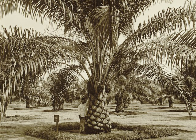 The Story of Palm Oil Is a Story About Capitalism
