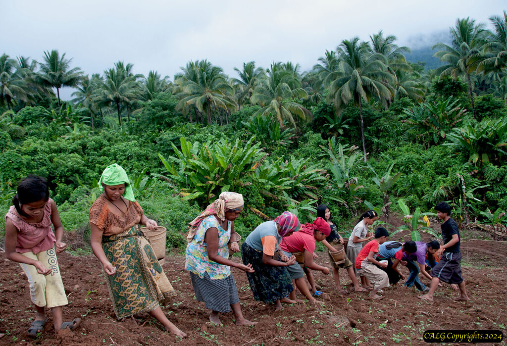 Boriki Rice 9) Indigenous Pala’wan planting upland rice in Brooke’s Point (Photo ...