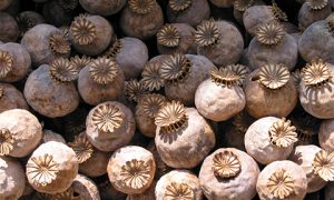 A crop of poppies collected in the Golden Triangle. Drug trafficking represents a major cross-border challenge for many states. Photo from Wikimedia commons.