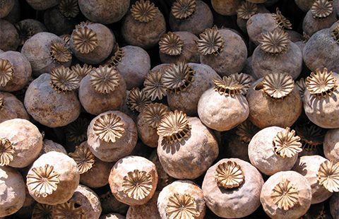 A crop of poppies collected in the Golden Triangle. Drug trafficking represents a major cross-border challenge for many states. Photo from Wikimedia commons.