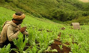 A poppy field in Myanmar. Photo: UNODC.