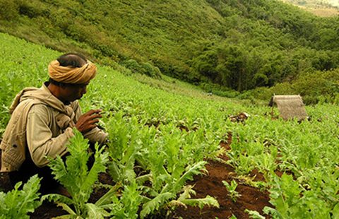 A poppy field in Myanmar. Photo: UNODC.