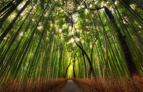 Bamboo forest. Photo: Stuck in customs on flickr https://www.flickr.com/photos/stuckincustoms/