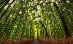 Bamboo forest. Photo: Stuck in customs on flickr https://www.flickr.com/photos/stuckincustoms/