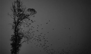 Photo: Dino Ahmad Ali on flickr https://www.flickr.com/photos/dinoowww/