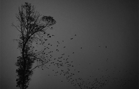 Photo: Dino Ahmad Ali on flickr https://www.flickr.com/photos/dinoowww/